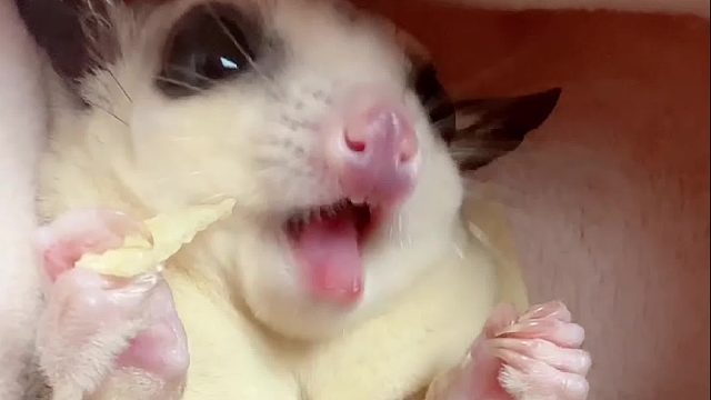 今日份出袋两个妹妹