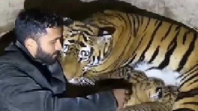 虎子今天顺利产下四只小宝宝