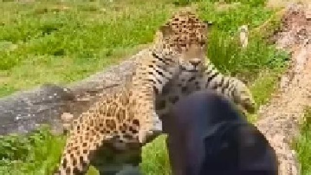 美洲豹肤色战，黑皮肤只是保护色！