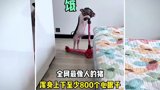 全网最像人的猪，浑身上下至少有800个心眼子