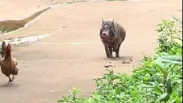 出去溜达回来了。