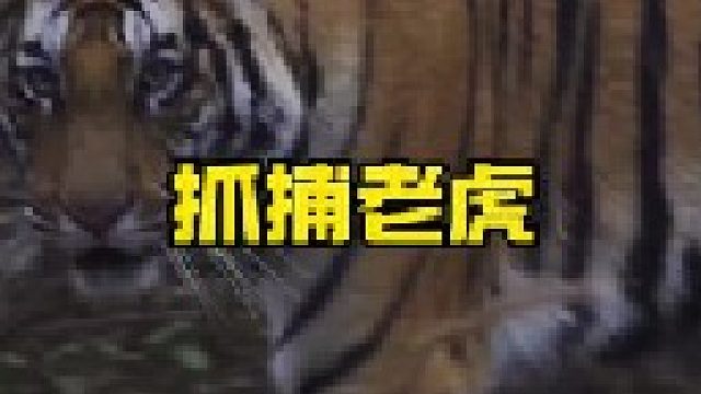 村民与老虎的较量