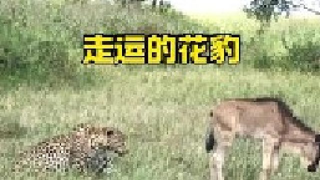 打工豹遇到离奇一幕