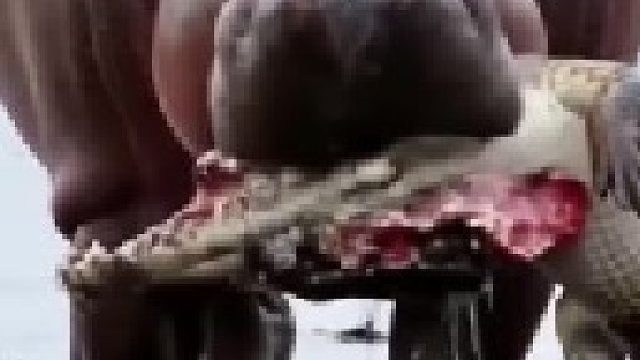 大河马发怒暴揍鳄鱼