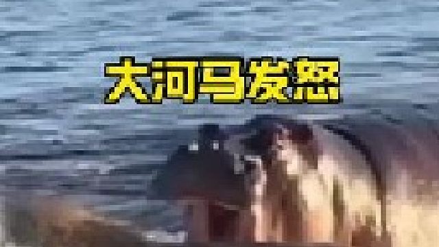 大河马发怒到底有多么可怕