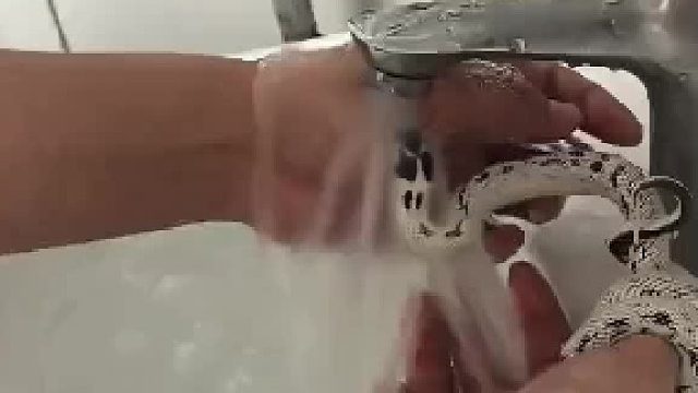 换口气也要干死我，咬了半小时多了，这捕杀能力我给点个赞。不服来战，我愿称之为王蛇崽崽里绞杀的天花板