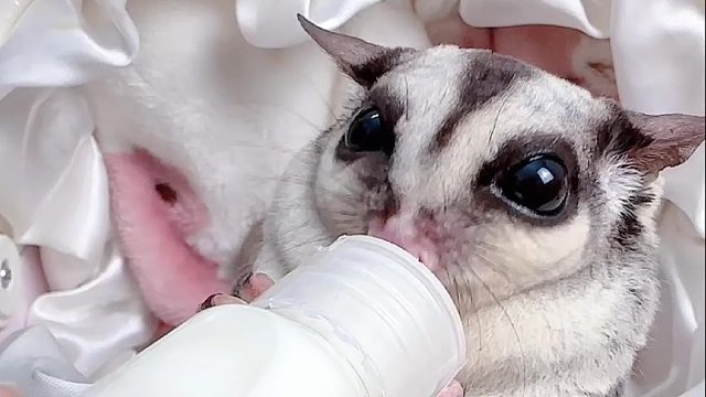 这小嘴还跟上节拍了