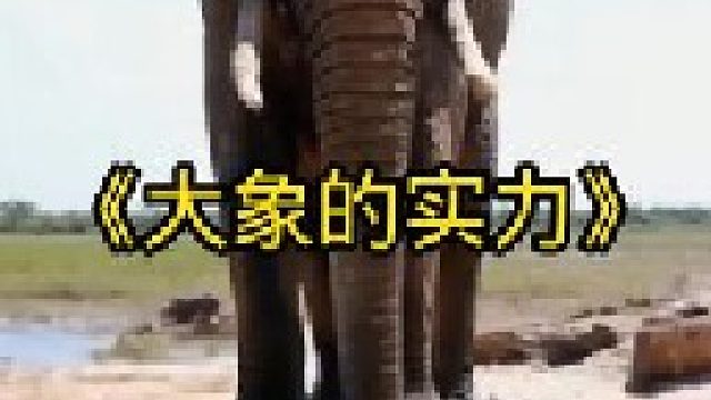 大象的实力太强了，鳄鱼都被它踩得稀碎
