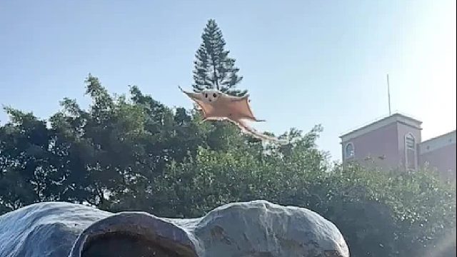 不管有多么多么不开心，只要看到它张开双翼飞向我，瞬间就被治愈了