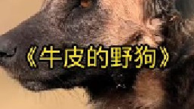 牛皮的野狗偷袭母狮差点被雄狮当场送走