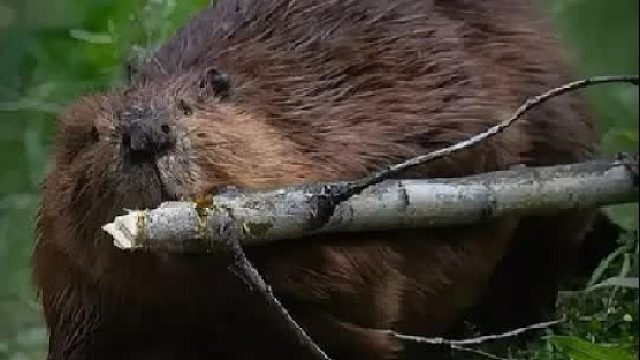 河狸：我洗澡从不穿衣服，很合理吧