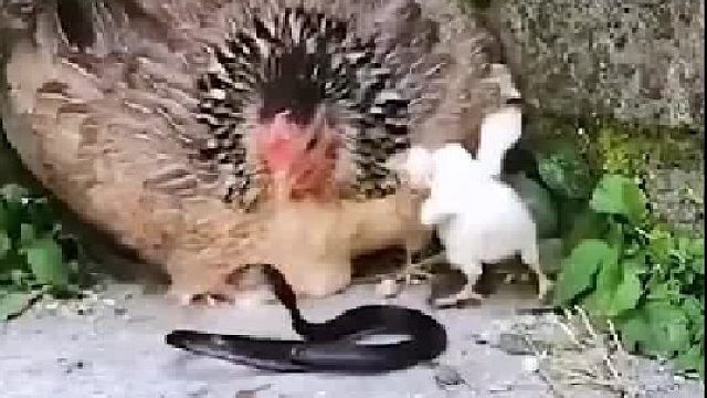 鸡妈妈保护小鸡