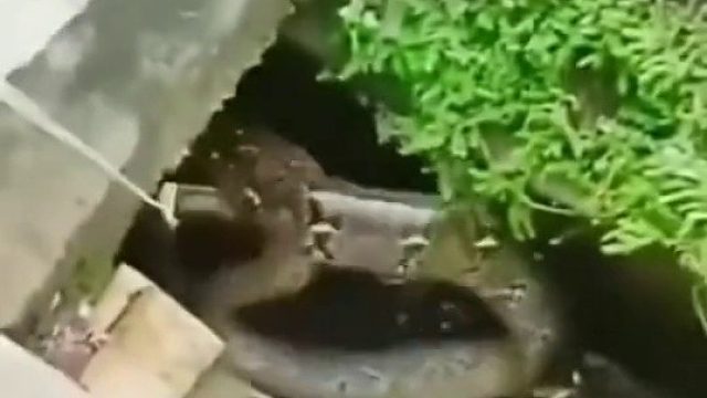 本来想抓鱼的,竟然抓到一条大蛇,太吓人了