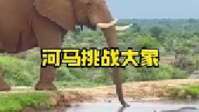 大河马挑衅大象险被暴揍