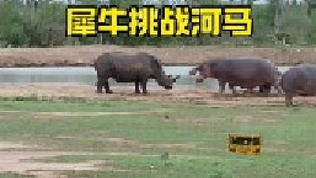 大河马与大犀牛的对峙较量