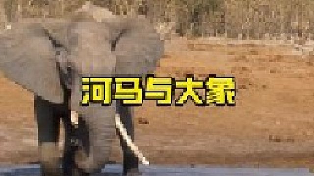 大河马与大象的较量