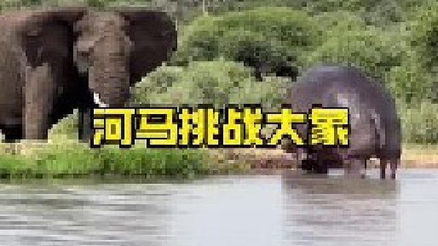 大河马与大象的实力较量