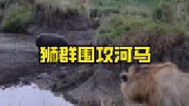 大河马遭到狮群围攻
