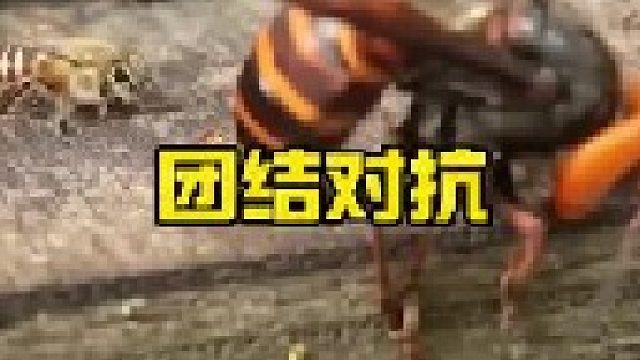 大黄蜂与蜜蜂的较量