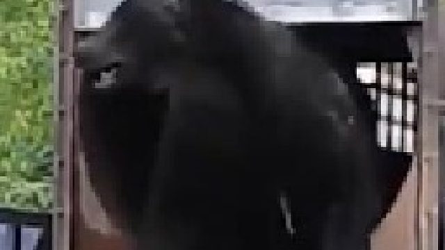 大灰熊愤怒的寻找攻击目标