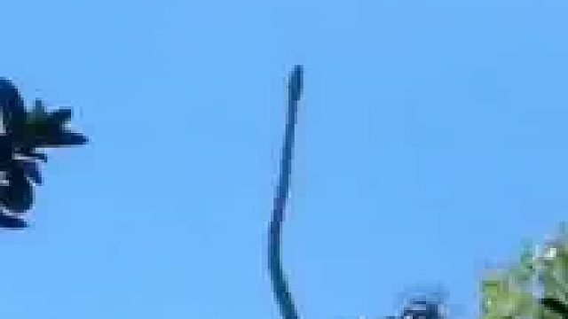 路人街头拍下一幕，一条蛇从树枝爬到电线上，为啥它不会被电？