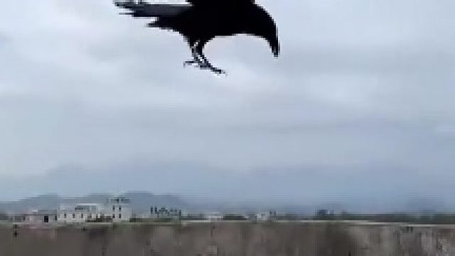 鸟鸦想引诱边牧跳墙边牧识破后没有上当