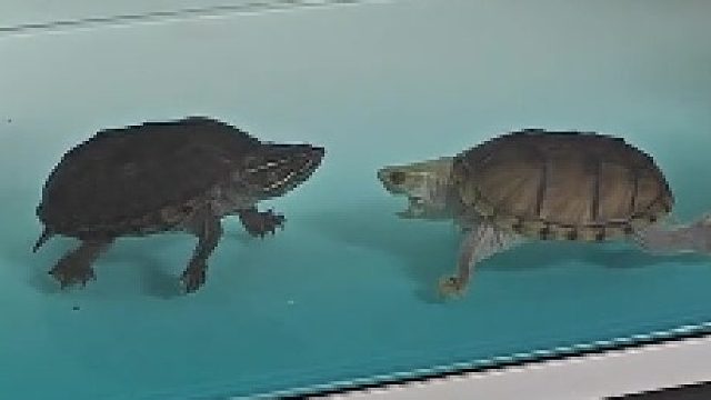 麝香龟不能同缸怎么办，两只龟龟打的太凶了