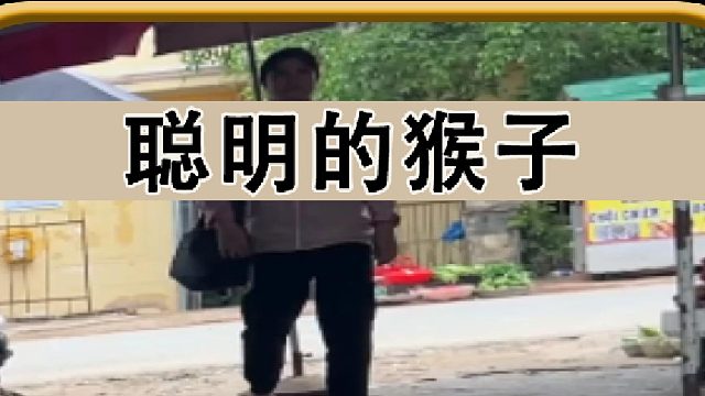 猴子真是太聪明了