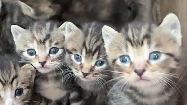 小猫咪真的好可爱啊，软软的，亲不够