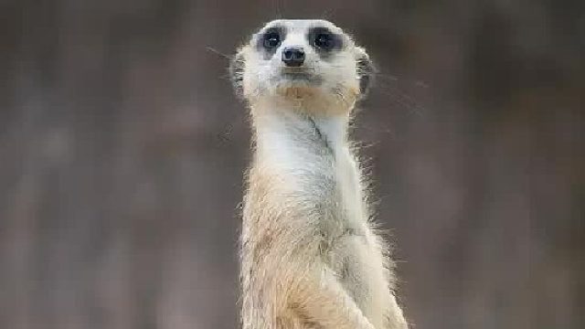 狐獴：自然界放哨一哥，先天性黑眼圈 睡不饱综合征