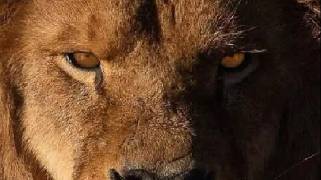 狮子：林子大了，什么牛马都有