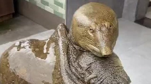 这是什么预兆？