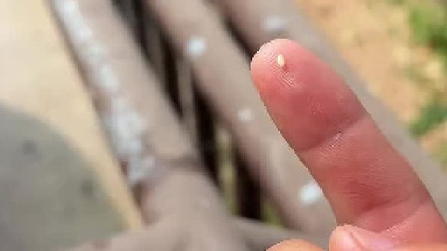 咱七哥也真是，芝麻再小也是肉啊，还嫌少