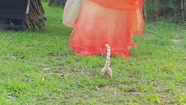 白茶清欢无别事，我在等风也在等你