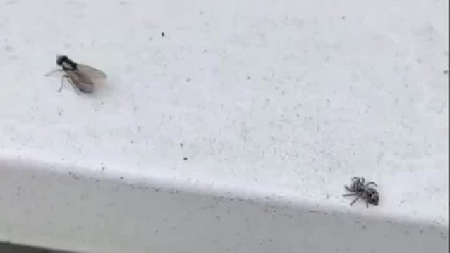 蜘蛛瞬间捕捉苍蝇，惊人的反应速度！