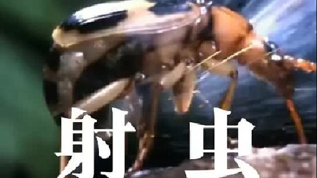 庞巴迪甲虫：这么猛的火力，你拿啥跟我拼