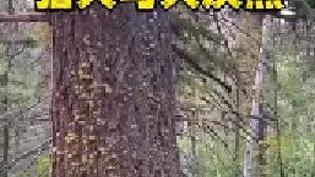 大灰熊与十几只训练有素的猎犬发生较量