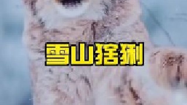 大山猫猞猁