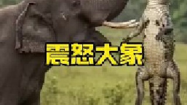 大象暴揍鳄鱼吊打雄狮