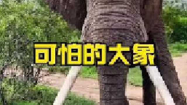 大象到底是温顺还是暴躁的角色