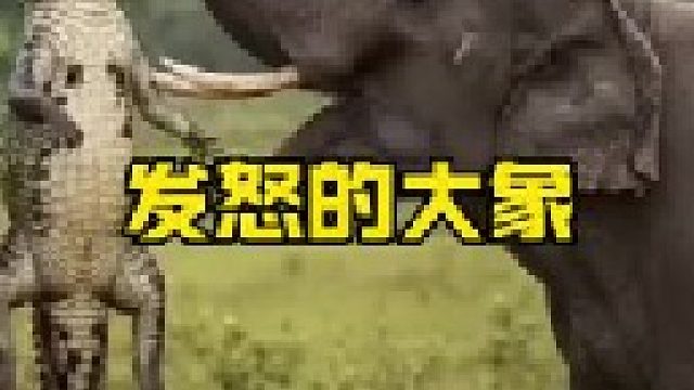 大象发怒把鳄鱼踩扁了