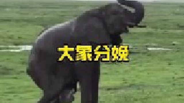 大象分娩幼崽