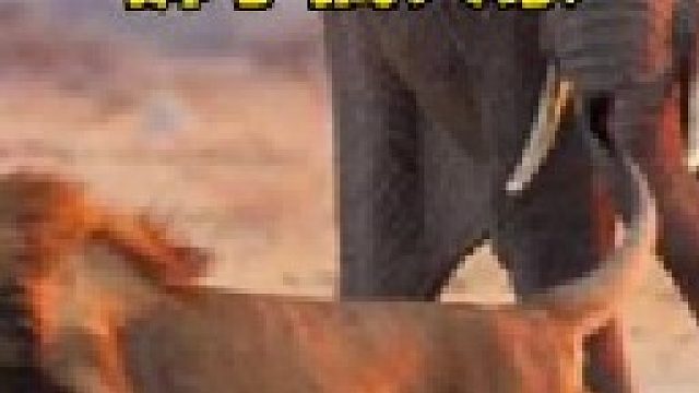 大象挑衅狮子遭到围攻