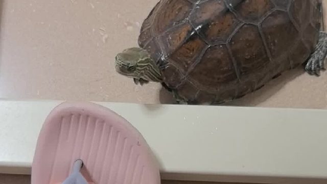 龟龟祟祟就知道要咬人了！