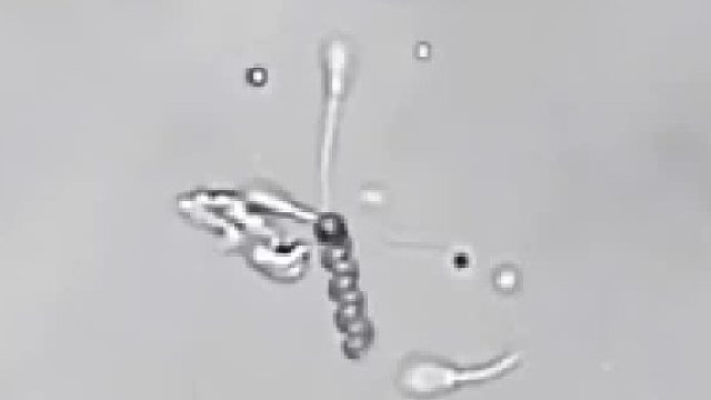 纳米机器人探寻微观世界，精准导航，保送细胞！