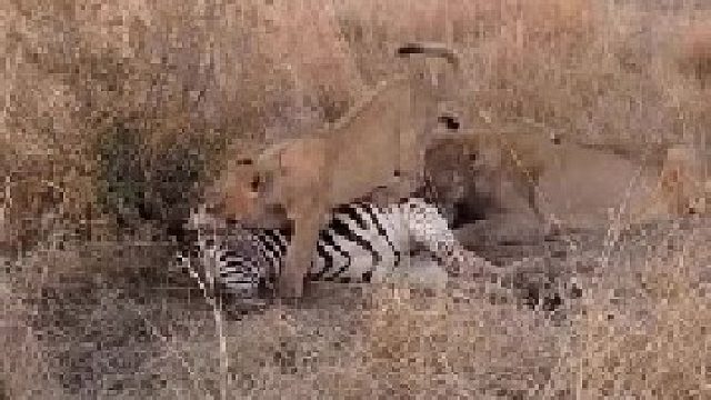 狮群进食斑马，小狮子只顾玩耍！