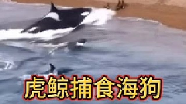 虎鲸捕食海狗！