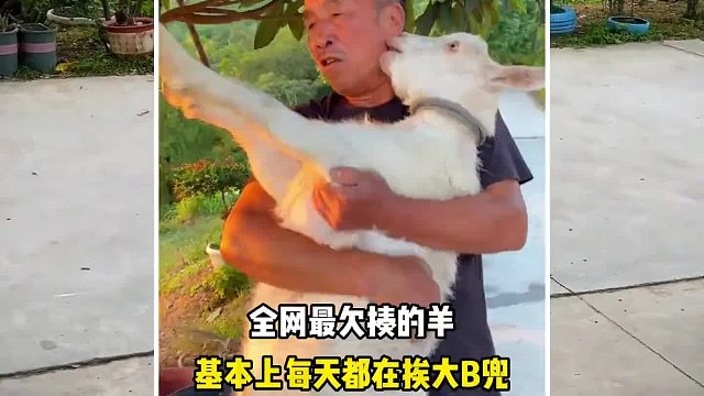 一只非常欠揍羊，仗着有爷爷宠爱，每天都在调皮捣蛋