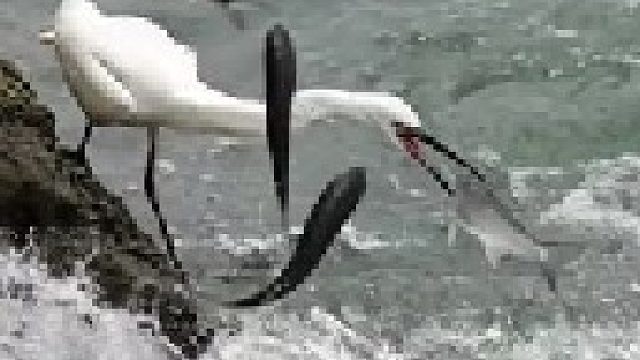 大自然当中的捕鱼高手白鹭和灰鹭