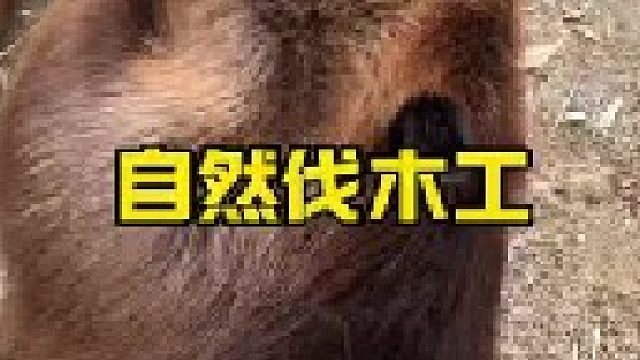 大自然当中的基建狂魔河狸